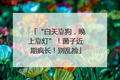 “白天靠狗，晚上靠灯”！菌子近期疯长！别乱捡