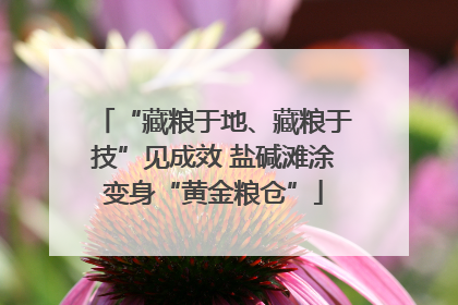 “藏粮于地、藏粮于技”见成效 盐碱滩涂变身“黄金粮仓”