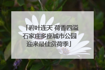 碧叶连天 荷香四溢 石家庄多座城市公园迎来最佳赏荷季