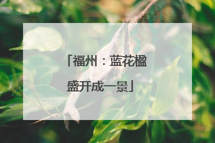 福州：蓝花楹盛开成一景