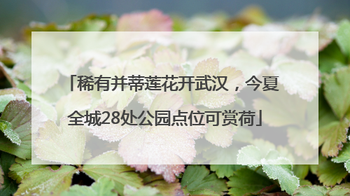 稀有并蒂莲花开武汉，今夏全城28处公园点位可赏荷