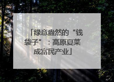 绿意盎然的“钱袋子”：高原夏菜成富民产业