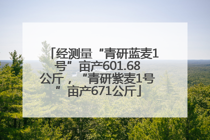 经测量“青研蓝麦1号”亩产601.68公斤，“青研紫麦1号”亩产671公斤