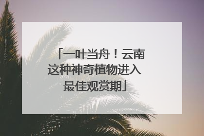 一叶当舟！云南这种神奇植物进入最佳观赏期