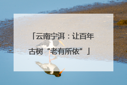 云南宁洱：让百年古树“老有所依”