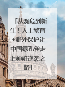 从濒危到新生！人工繁育+野外保护让中国绿孔雀走上种群逆袭之路