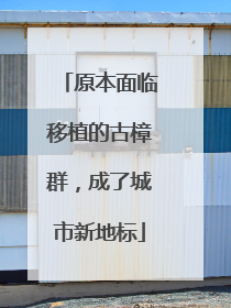 原本面临移植的古樟群，成了城市新地标