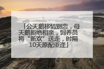 公天鹅移情别恋，母天鹅拒绝相亲，饲养员将“新欢”送走，时隔10天原配重逢