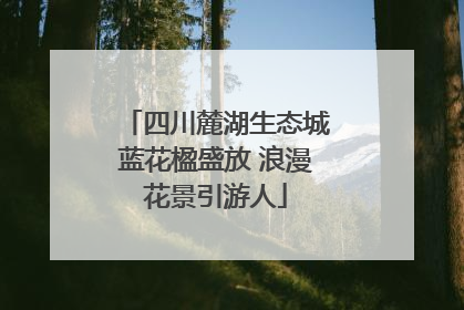 四川麓湖生态城蓝花楹盛放 浪漫花景引游人