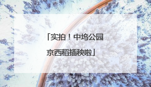 实拍！中坞公园京西稻插秧啦