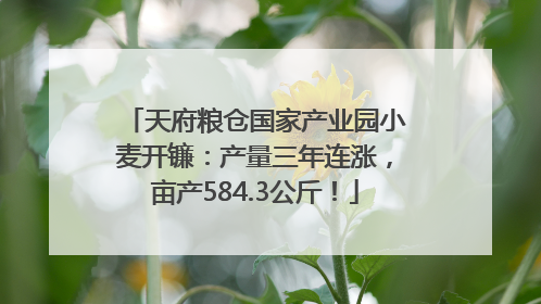 天府粮仓国家产业园小麦开镰：产量三年连涨，亩产584.3公斤！