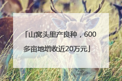 山窝头里产良种，600多亩地增收近20万元