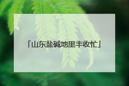 山东盐碱地里丰收忙