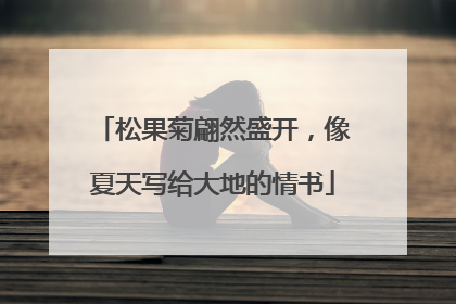 松果菊翩然盛开，像夏天写给大地的情书