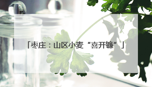 枣庄：山区小麦“喜开镰”