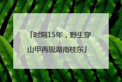 时隔15年，野生穿山甲再现湖南桂东