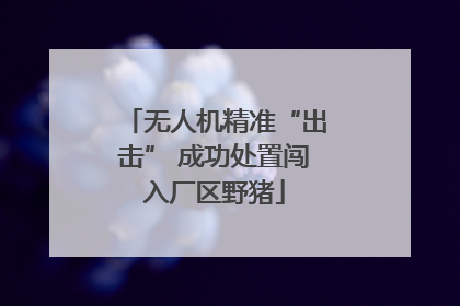 无人机精准“出击” 成功处置闯入厂区野猪