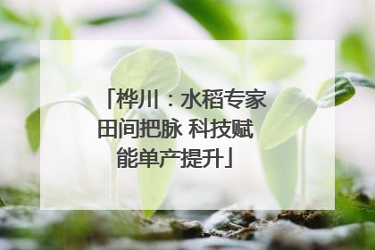 桦川：水稻专家田间把脉 科技赋能单产提升