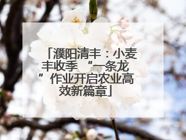 濮阳清丰：小麦丰收季 “一条龙”作业开启农业高效新篇章