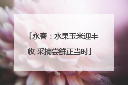 永春：水果玉米迎丰收 采摘尝鲜正当时