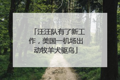 汪汪队有了新工作，美国一机场出动牧羊犬驱鸟