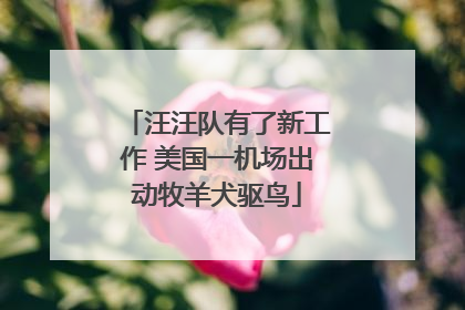 汪汪队有了新工作 美国一机场出动牧羊犬驱鸟