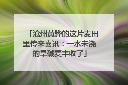沧州黄骅的这片麦田里传来喜讯：一水未浇的旱碱麦丰收了