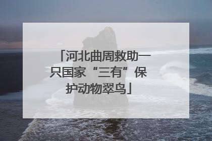 河北曲周救助一只国家“三有”保护动物翠鸟