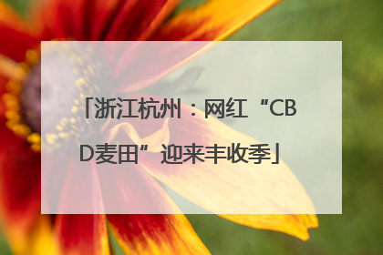 浙江杭州：网红“CBD麦田”迎来丰收季