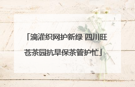 滴灌织网护新绿 四川旺苍茶园抗旱保茶管护忙