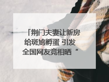 荆门夫妻让新房给斑鸠孵蛋 引发全国网友竞相晒“人鸟共处”图
