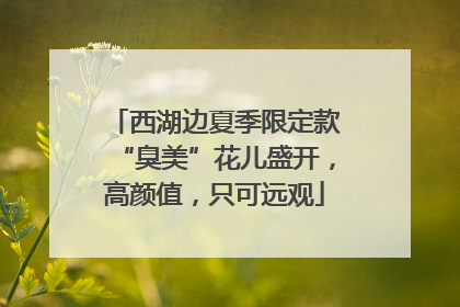 西湖边夏季限定款“臭美”花儿盛开，高颜值，只可远观