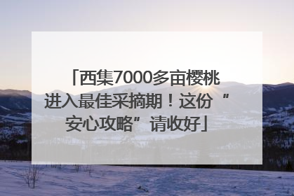 西集7000多亩樱桃进入最佳采摘期！这份“安心攻略”请收好
