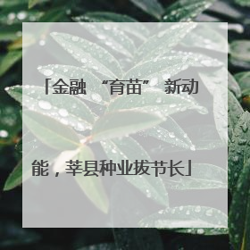 金融 “育苗” 新动能，莘县种业拔节长