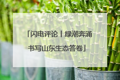 闪电评论丨绿潮奔涌 书写山东生态答卷