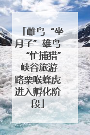 雌鸟“坐月子”雄鸟“忙捕猎” 峡谷旅游路栗喉蜂虎进入孵化阶段