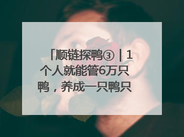 顺链探鸭③｜1个人就能管6万只鸭，养成一只鸭只需50多天