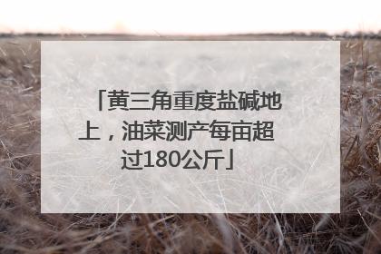 黄三角重度盐碱地上，油菜测产每亩超过180公斤