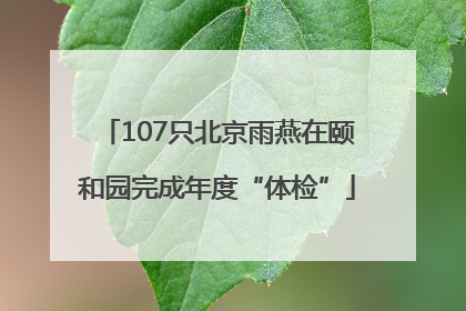 107只北京雨燕在颐和园完成年度“体检”