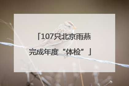 107只北京雨燕完成年度“体检”