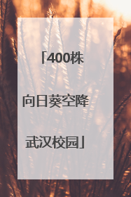 400株向日葵空降武汉校园